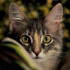 Anthrozoologist John Bradshaw insists that cats think humans are the same species as them, but oddly "non-hostile."
